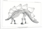 ‘Stegosaurus ungulatus’ by Unknown